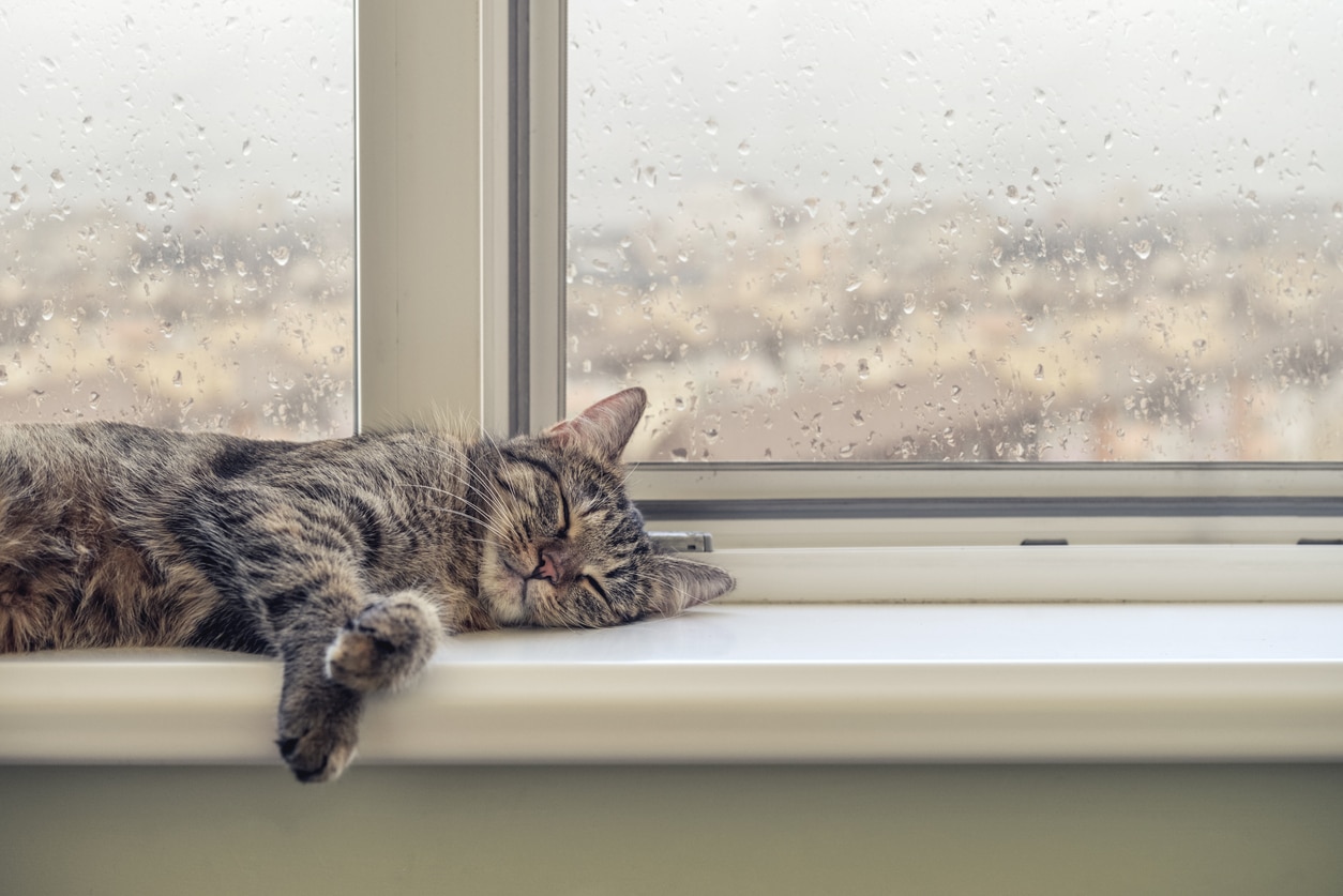 can the weather make you tired? cat sleeping in front of window with rain in background