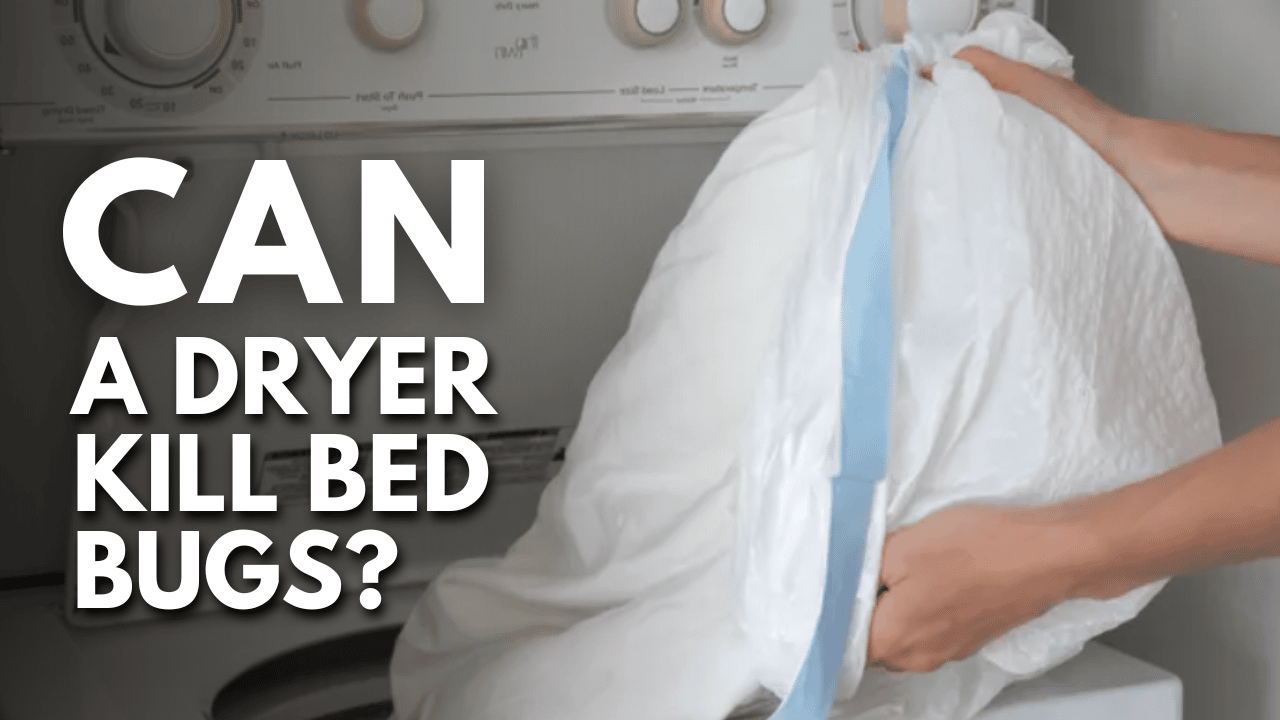 Can a Dryer Kill Bed Bugs Thumbnail