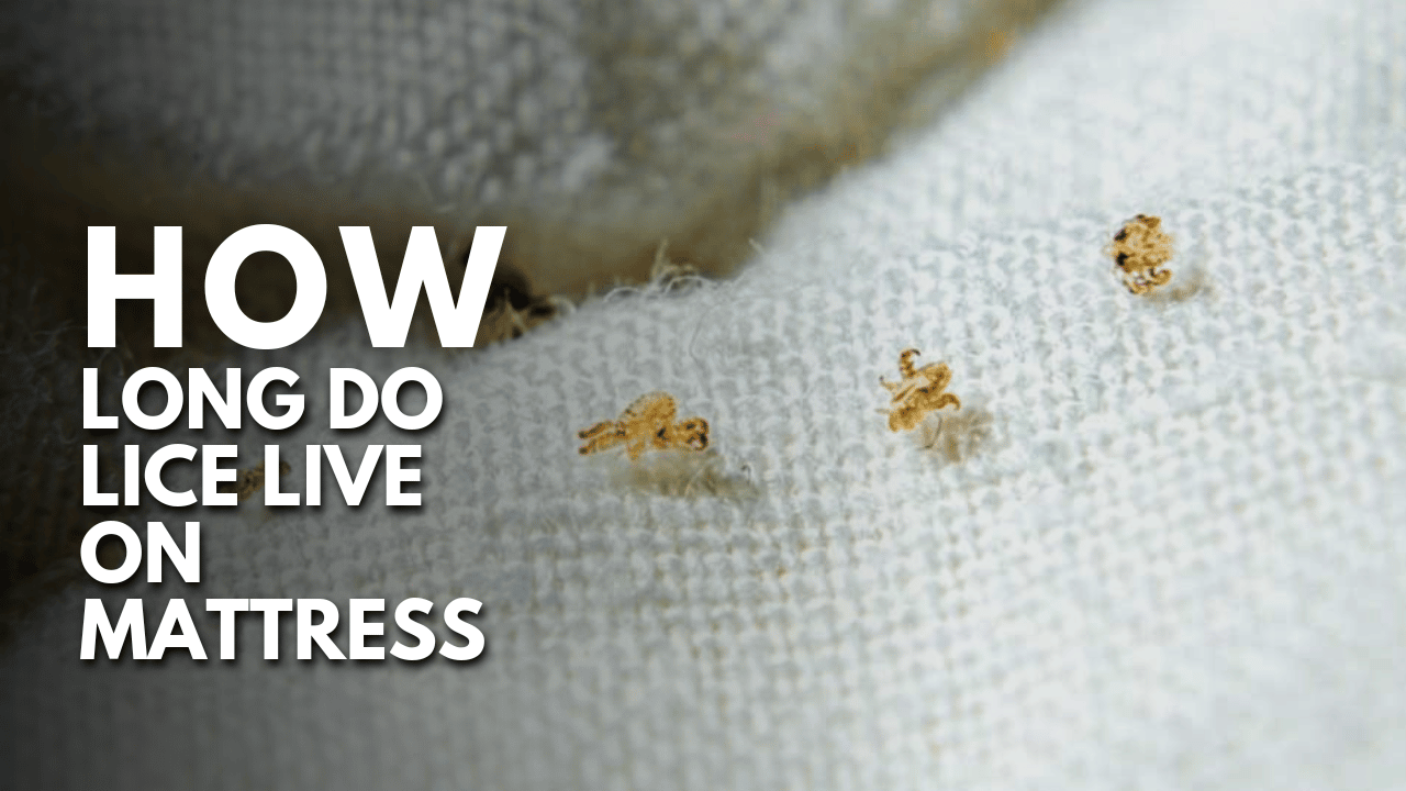 How Long Do Lice Live on Mattress Thumbnail